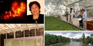 Con investigación de la Dra. Olguín nominan a INECOL para Premio Newton 2018