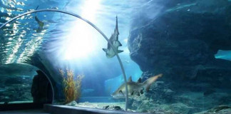 Educación, Acuario y Deporte