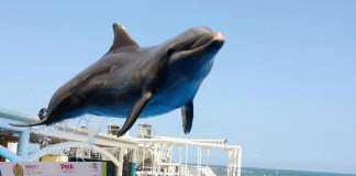 Acusan show para quedarse con fideicomiso del Acuario de Veracruz; Ambientalistas lanzan campaña para defenderlo