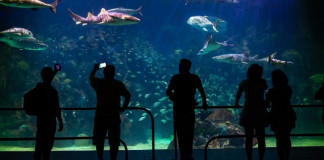 Adiós al Acuario de Veracruz