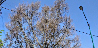 No hay un solo árbol que no se retire sin dictamen previo, aclara ayuntamiento #Xalapa