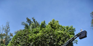 Continúan con el mantenimiento al arbolado urbano en Xalapa.’