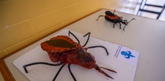 Médicos no diagnostican la enfermedad de Chagas por falta de información