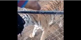 Muere cuidador de leones que fue atacado en Michoacán (Imágenes fuertes)