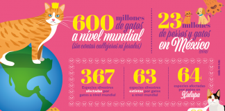 Gatos domésticos afectan a 64 especies de fauna silvestre en Xalapa.