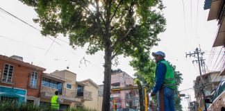 Podas fitosanitarias en Murillo Vidal para prevenir accidentes # Xalapa