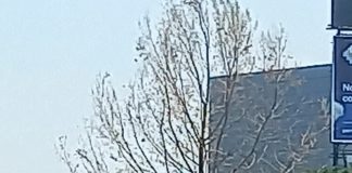 Que no está muerto sino que tiene estrés el ahuehuete Guardián de las y los desaparecidos