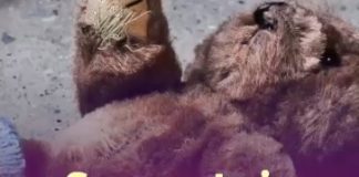 Conversatorios Estigmas y Paradigmas de la violencia sexual contra infancias, y adolescentes