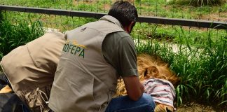 Abren una cuenta para recabar fondos para ayudar a felinos a su recuperación.