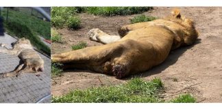 #Escándalo: Ambientalistas denuncia a UMA y encuentran animales en mal estado en santuario “Black Jaguar – White Tiger”