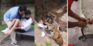 Niño mete su pie en la jaula de un ocelote en Guanajuato