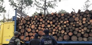 Disminuye tala clandestina en Veracruz : Sedema