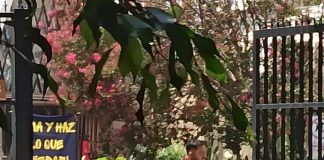 En pleno llamado católico a Jornada de oración por la paz Gobierno pone ejército en atrios de Iglesias de CDMX