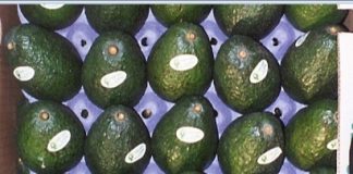 Inicia a exportación de Aguacate hass de Jalisco a EUA