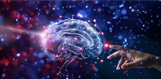 Ocho Cosas que no sabías del Cerebro