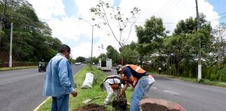 Más de mil 700 árboles sembrados en camellones, áreas jardinadas y escuelas.