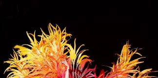 ¿Más días de Carnaval? /2