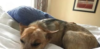 Recomienda IMSS Veracruz Sur higiene en mascotas para evitar enfermedades