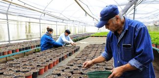 Prepara Ayuntamiento de Xalapa producción de plantas de ornato para celebración del Día de Muertos
