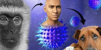 Detectan primer contagio de viruela del mono de humanos a perros .