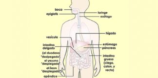 El síndrome del intestino irritable puede afectar la calidad de vida de su hijo.