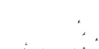 Reporta PC Municipal saldo blanco tras celebración del Grito de Independencia . #Xalapa