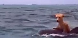 Un delfín salva a un perro que había caído al mar por Huracán IAN . #Video