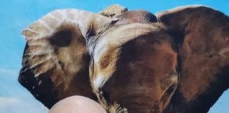 Sigue el cochinero en el puerto de Veracruz .