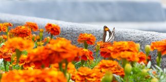 Continúa la siembra de cempasúchil en espacios públicos en Xalapa .