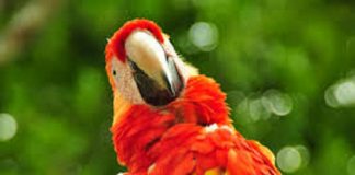 El canto de las guacamayas.