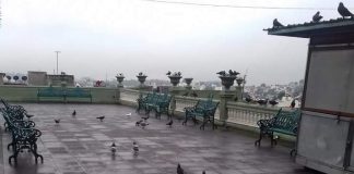 Incremento en población de palomas, un problema de ordenamiento urbano .