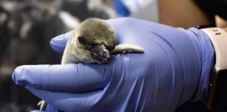 Pachi, Coco, Aqua, Leo y Mina, nombres de pingüinos bebés nacidos en Aquarium de Veracruz .