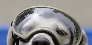 Fallece Frida, la perrita rescatista que hizo historia en México