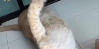 Atrapan a leona que se escapó en fraccionamiento de Veracruz #Video