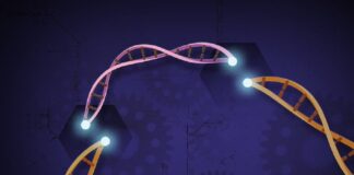 Descubren terapia celular que elimina cáncer y evita vuelva aparecer .