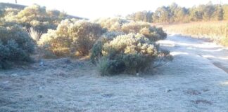 Reportan helada en Cofre de Perote