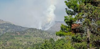 Controlado en 60 por ciento Incendio en Parque Pico de Orizaba.