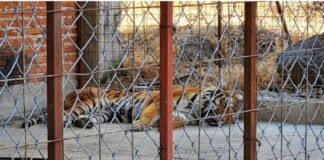 FGR asegura un tigre de Bengala, búfalos y avestruces