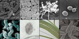 Los males de los veracruzanos en 2023