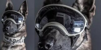 Proteo murió de frío por la austeridad republicana y maltrato animal.