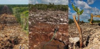 El Tren Maya y la selva no se salva .