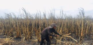 Veracruz celebra decreto que protege a los productores de azúcar