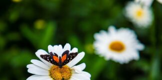 Con taller ambiental, conmemora Ayuntamiento de Xalapa el Día de la Tierra .