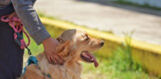 Celebrará Registro Civil Día de la Niña y el Niño con Registro de Nacimiento de Mascotas .