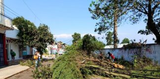 Caída de ramas y árboles dejan los fuertes vientos en Xalapa.