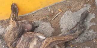 Crueldad animal y el caso Xico .