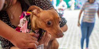 Cientos de mascotas reciben registro de nacimiento en Xalapa.