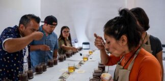 Avanzan 6 muestras de café cordobés a la fase nacional de Taza de Excelencia –