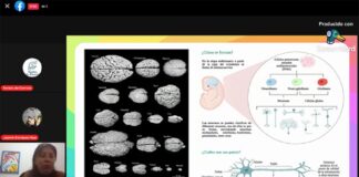 El cerebro es más que neuronas: estudiante UV .