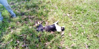 La alarmante crueldad animal.